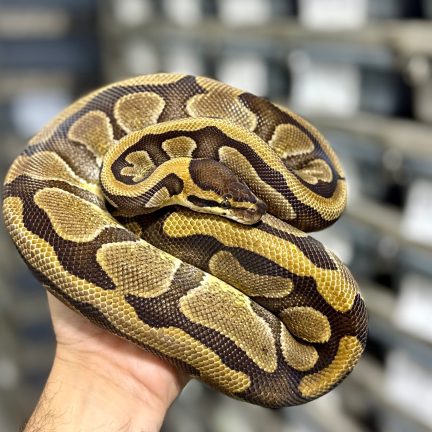 (Super) Enchi het Clown