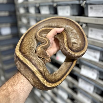 Genetic Stripe
