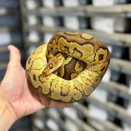 Yellow Belly Clown Breeder