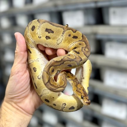 Redstripe Clown Female