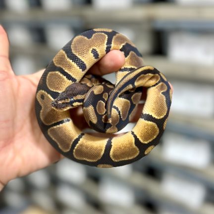 OD het Pied Female