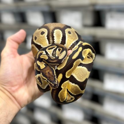 OD TH Ultramel Clown Pied Male