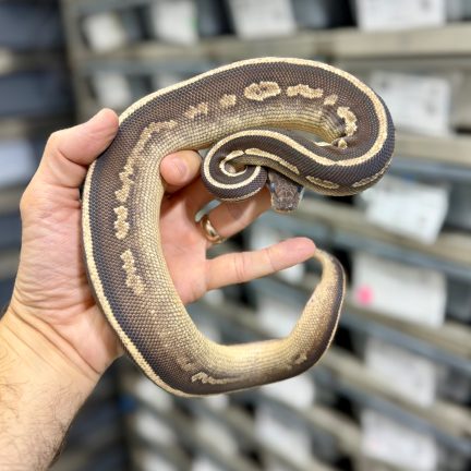 Blackhead Mojave het Pied Male