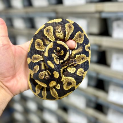 Chocolate Spotnose het Clown Male