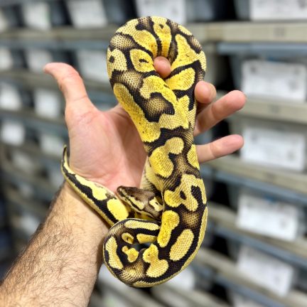 Pastel YB het Pied Female
