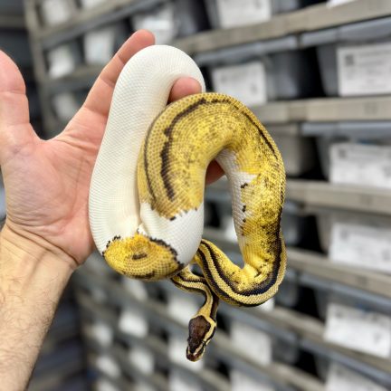 Pastel Pied Male
